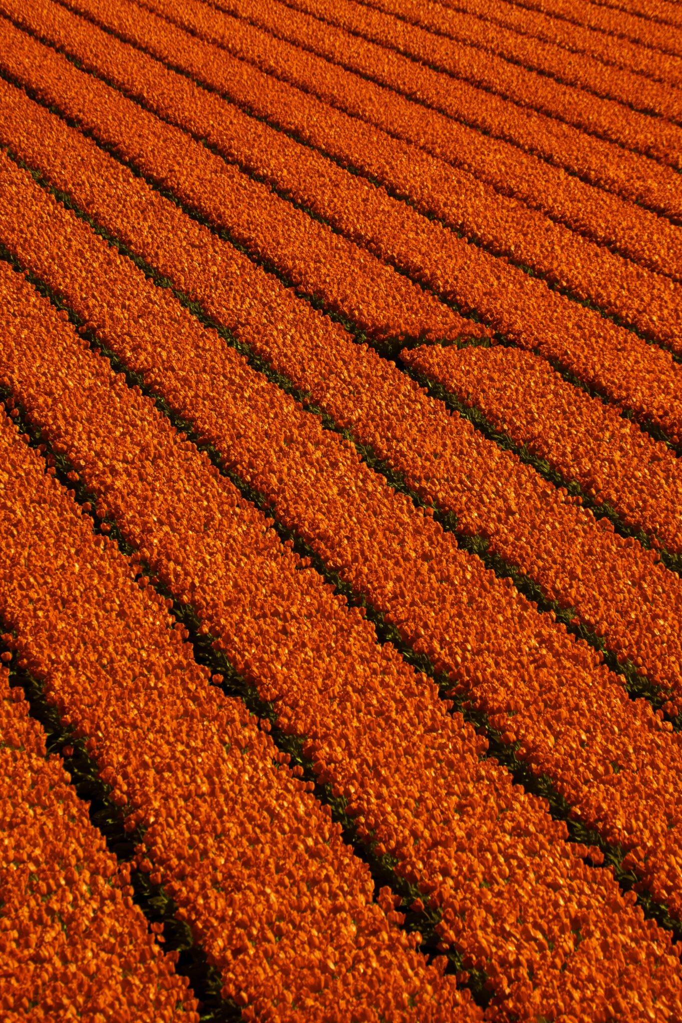 Dutch Tapestry