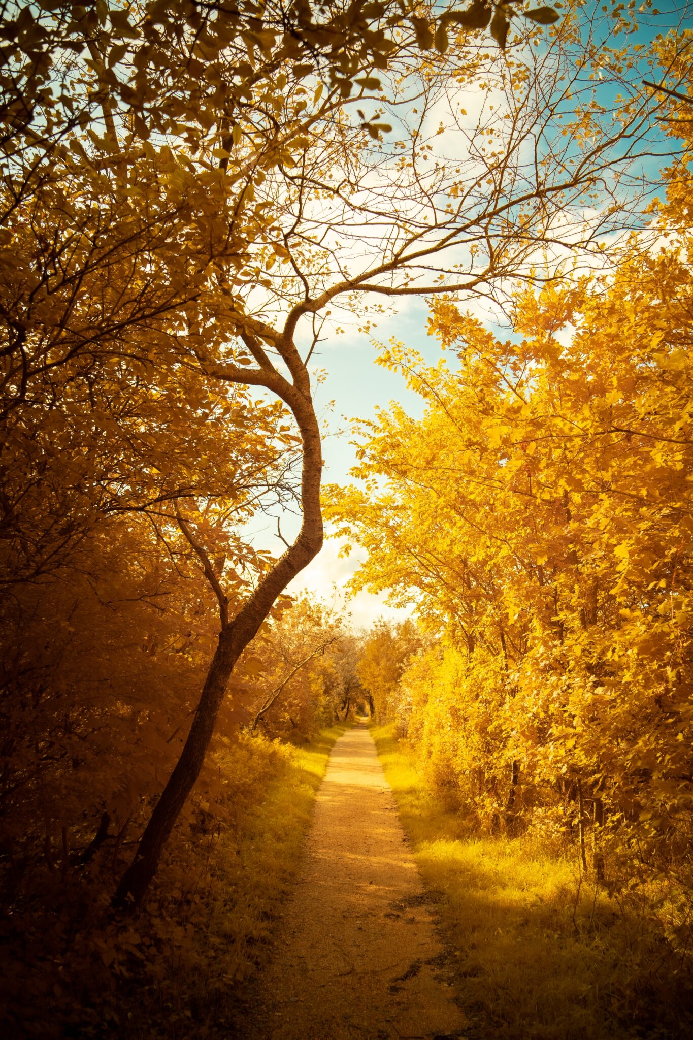 Enchanted Pathway