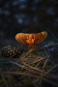 Luminous Forest Secret